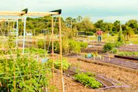 Community Garden planted and tended by Abacoa Garden Club, distributes produce to area non?profits